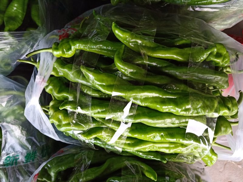新乐紫光茄子有光泽，耐运输支持视频看货产地直供