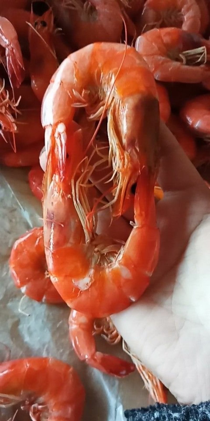 大对虾