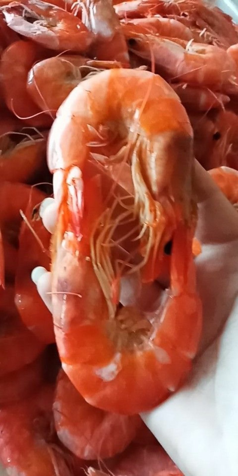 大对虾