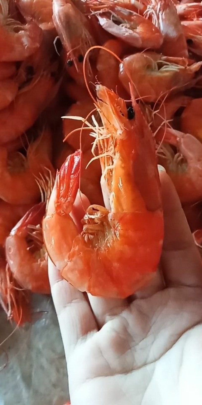 大对虾