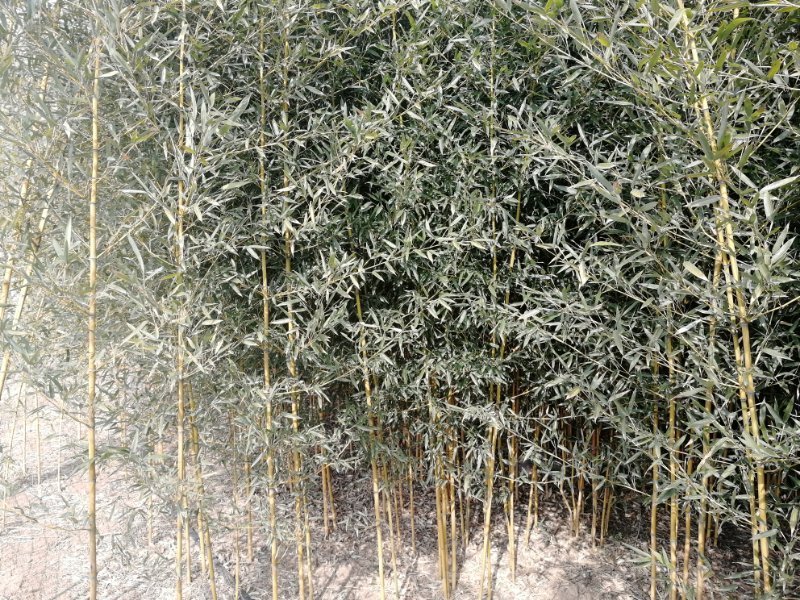 金镶玉竹、黄金间碧玉竹、黄金竹