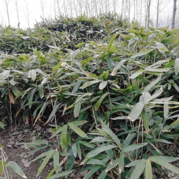 阔叶若竹、大叶竹