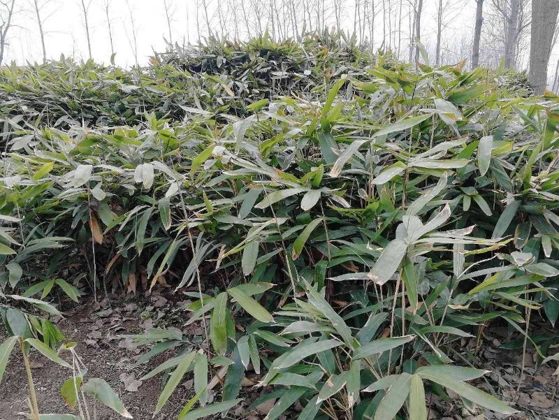 阔叶若竹、大叶竹