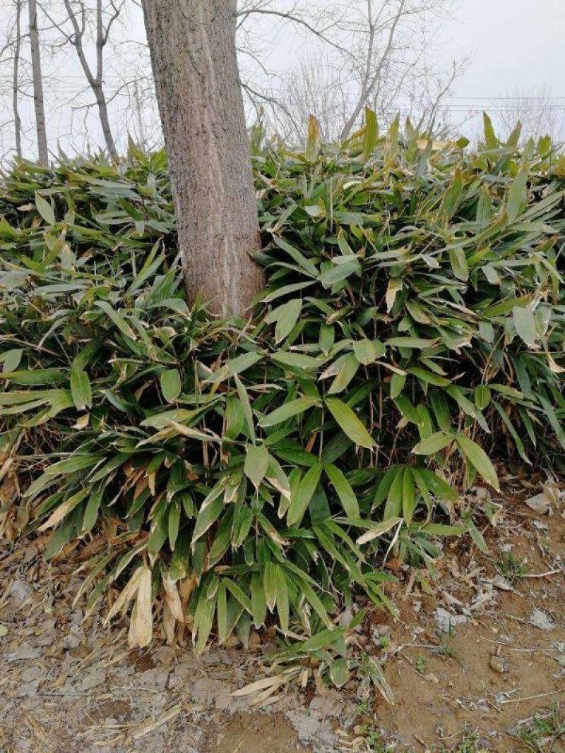 阔叶若竹、大叶竹