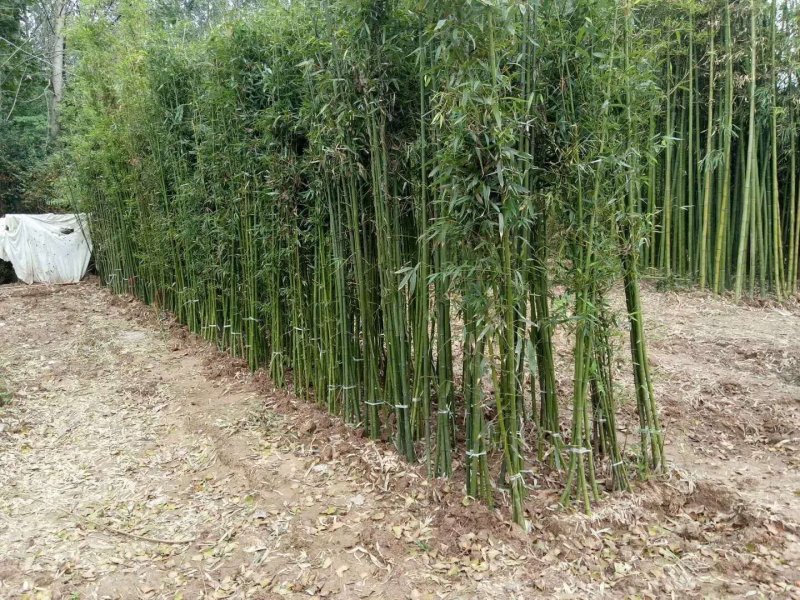 淡竹、绿竹、早园竹、青竹、钢珠