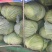 【精品】河南扁包菜河南包菜均2~3公斤质量保证