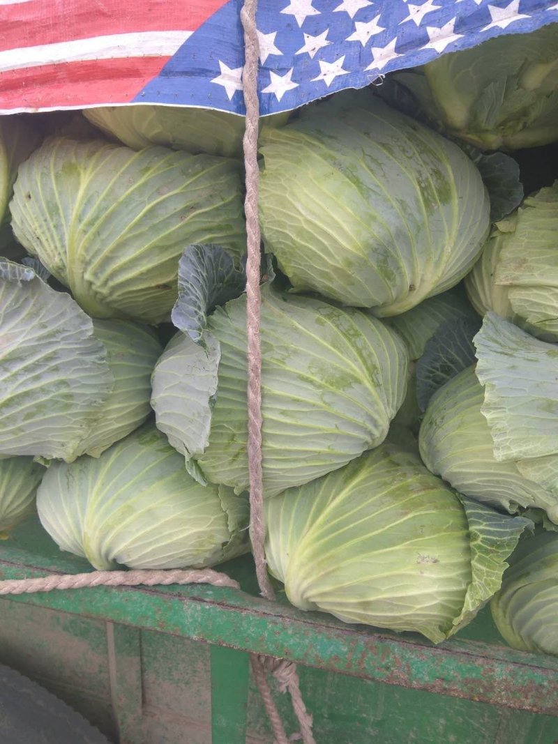 【精品】河南扁包菜河南包菜均2~3公斤质量保证