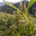 薏米薏仁糯薏米