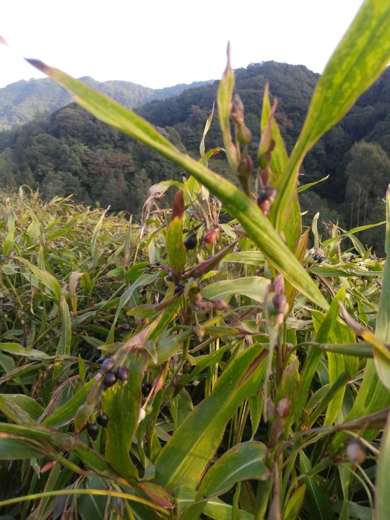 薏米薏仁糯薏米