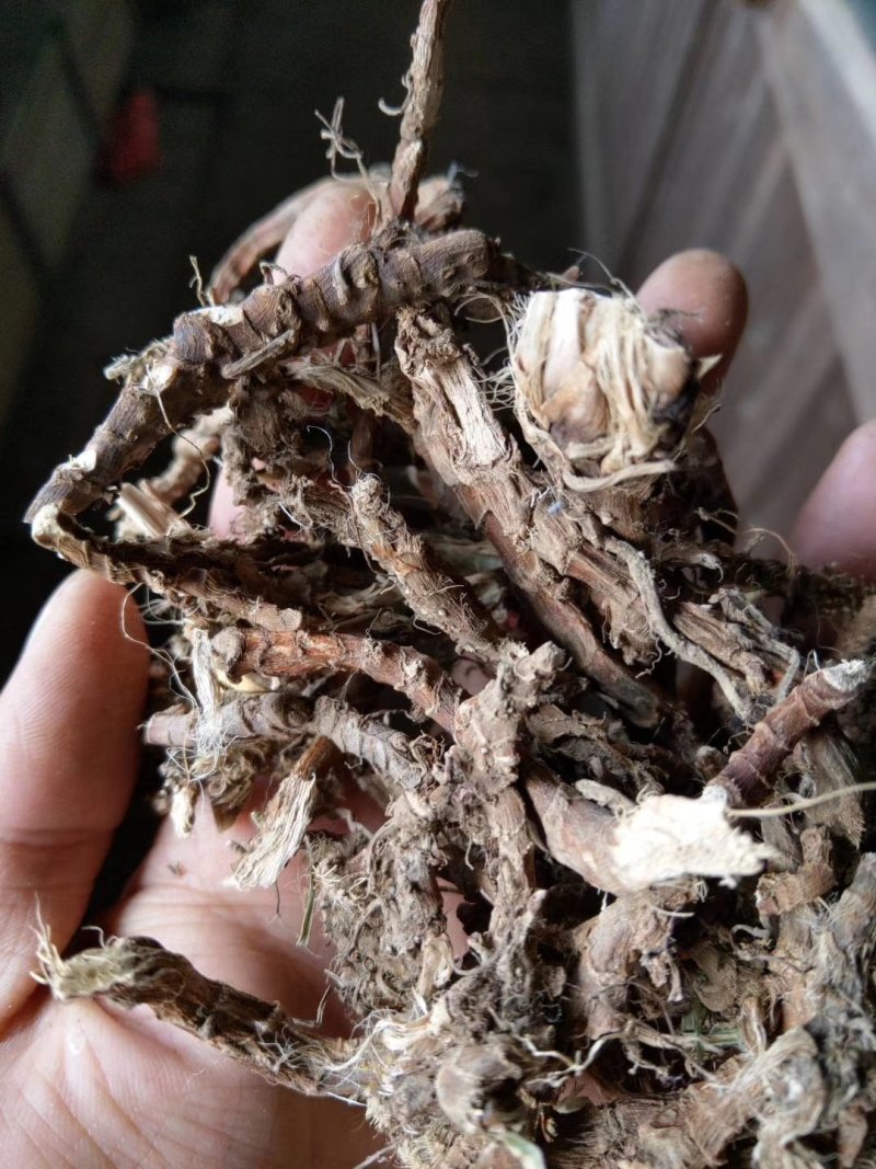自产自销石菖蒲正品保障***保鲜