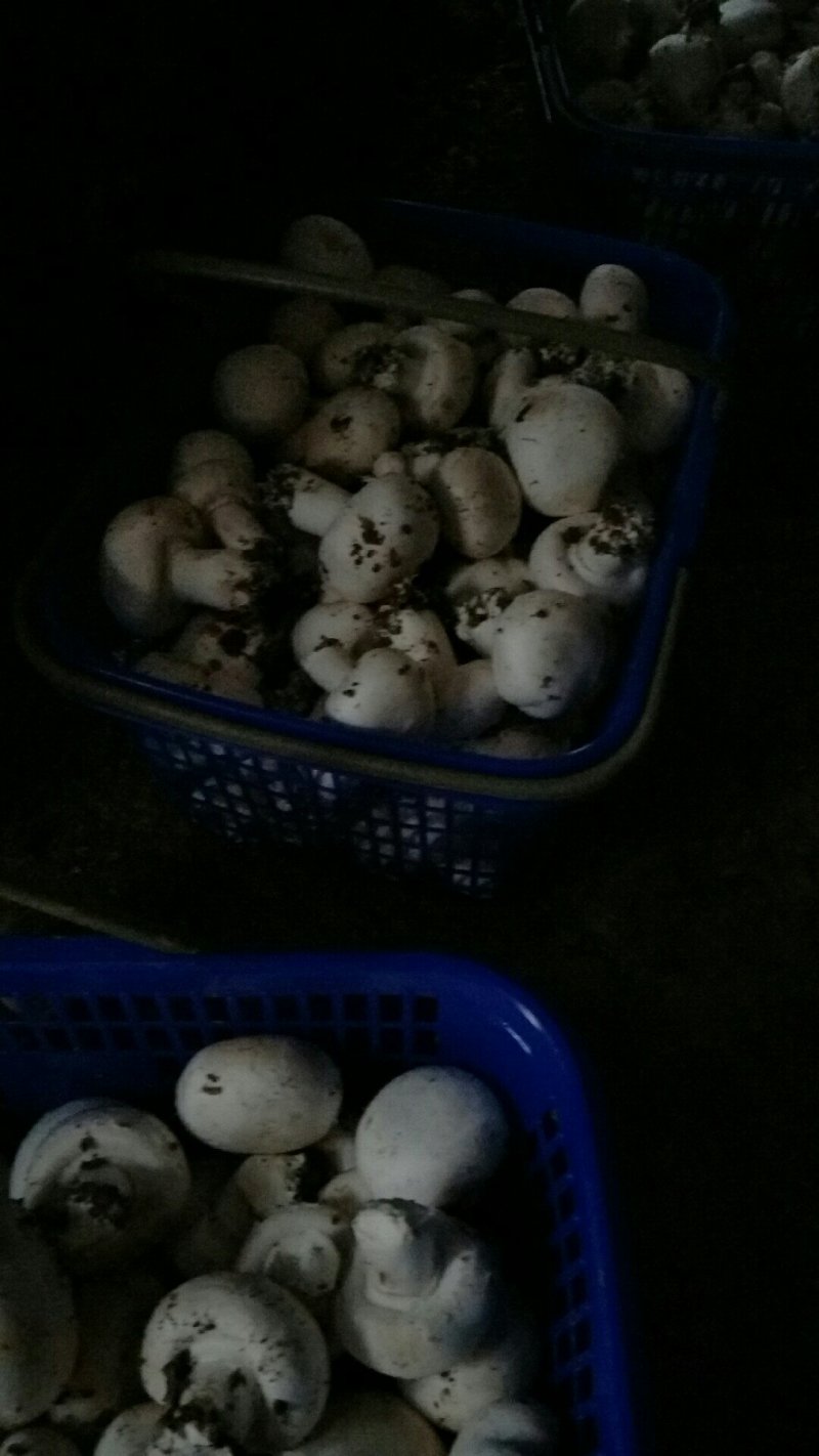 篮子菇，脱水菇，