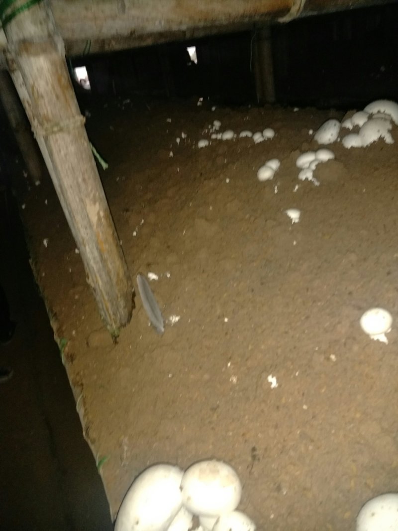 篮子菇，脱水菇，