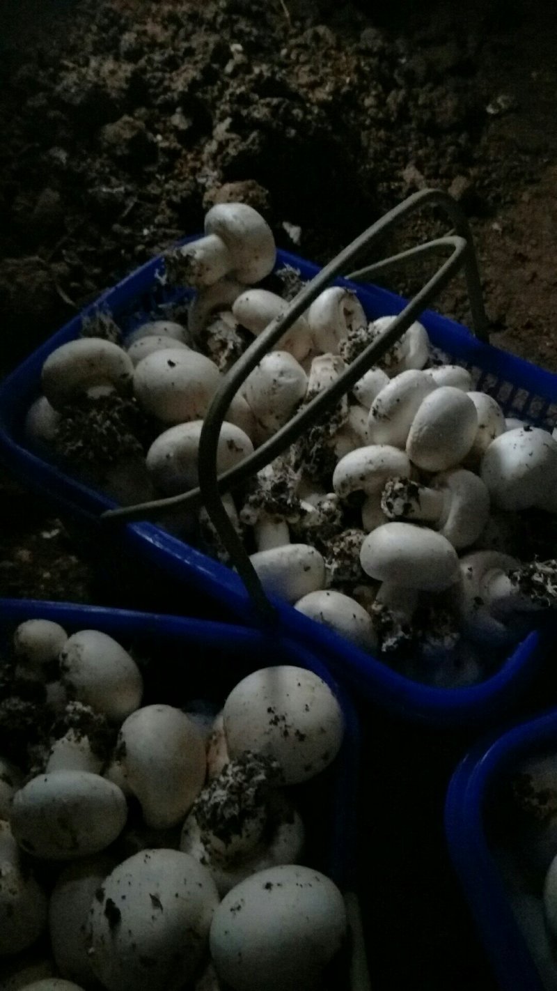 篮子菇，脱水菇，