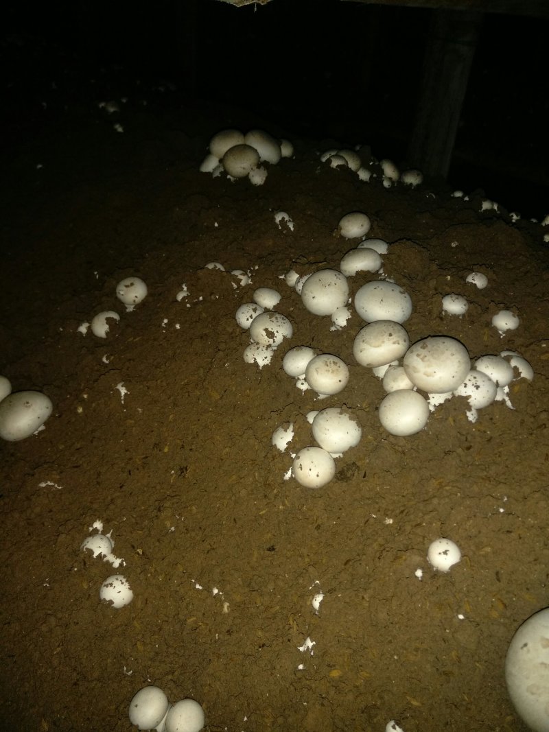 篮子菇，脱水菇，