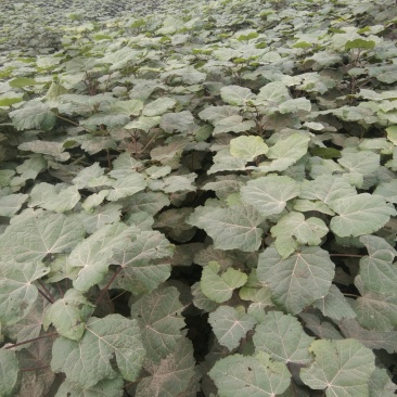 梓树小苗楸树
