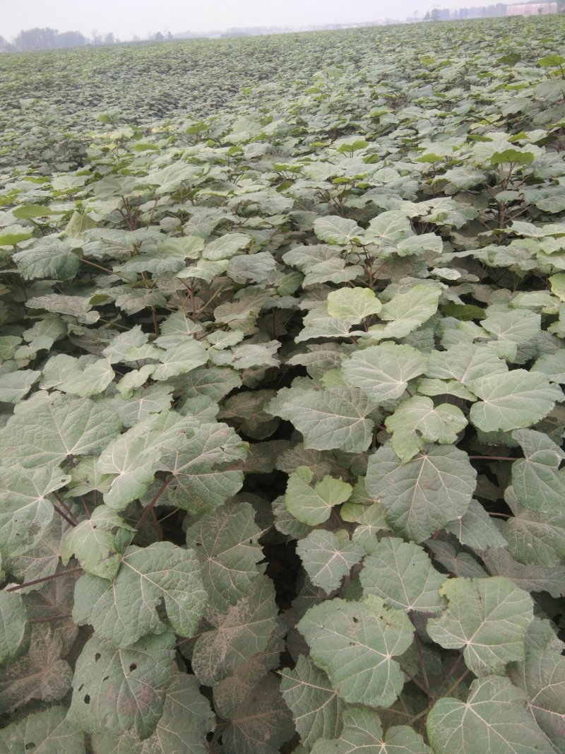 梓树小苗楸树