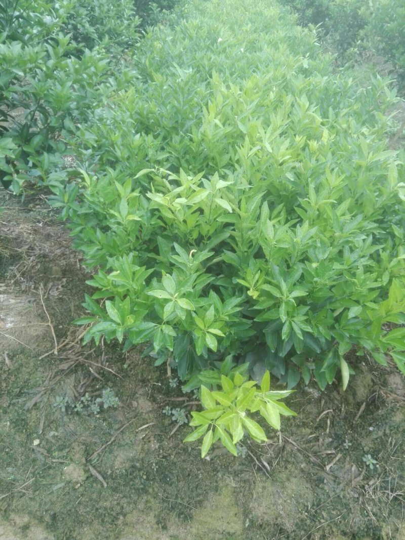沃柑苗30-70