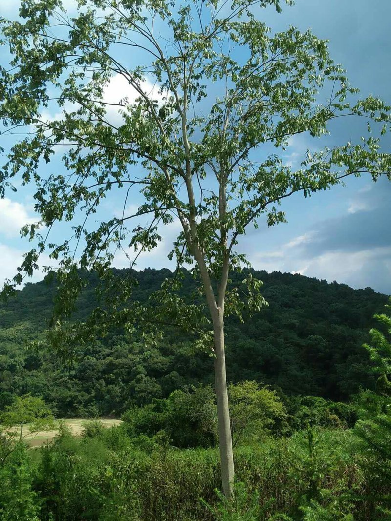 无患子基地低于市场价格批发