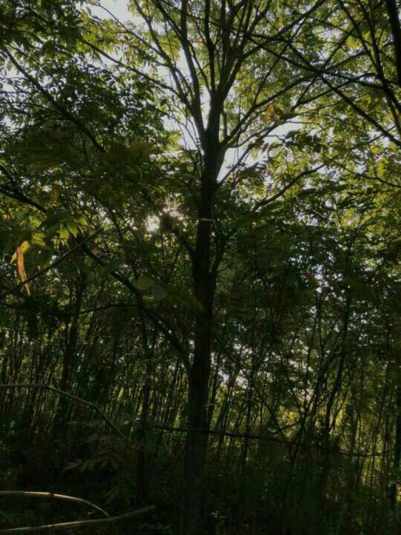 无患子基地低于市场价格批发