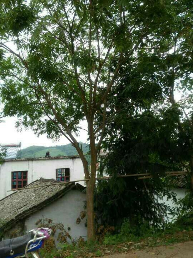无患子基地低于市场价格批发
