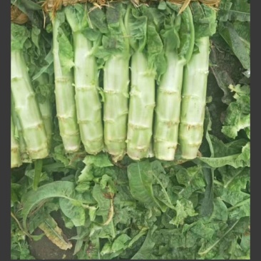 山东省沂南县莴苣生产地，大量供应莴苣，观迎选购