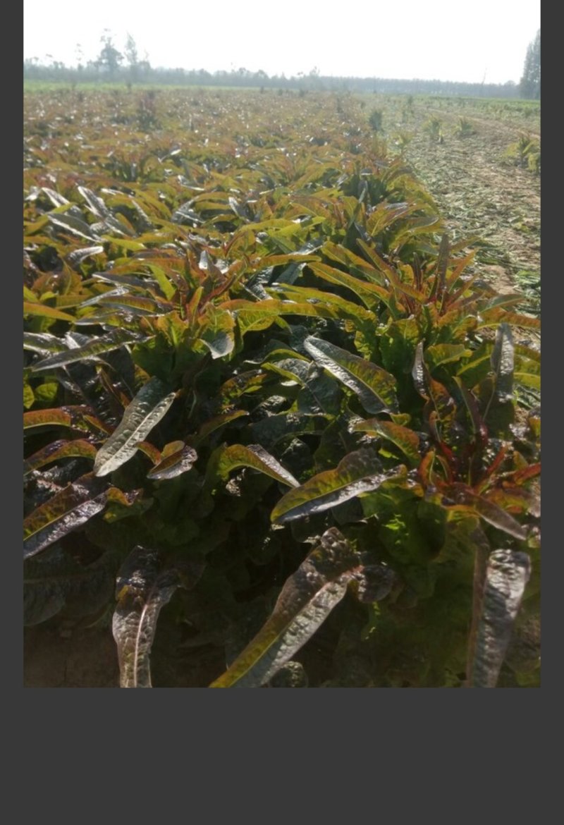 山东省沂南县莴苣生产地，大量供应莴苣，观迎选购