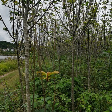 四川紫薇.西湖海棠