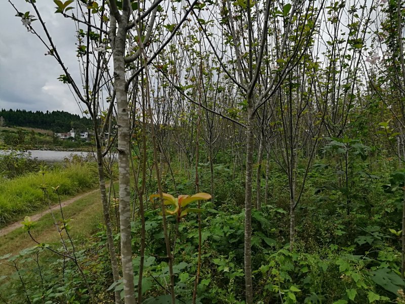 四川紫薇.西湖海棠
