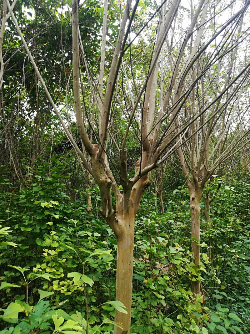 四川紫薇.西湖海棠