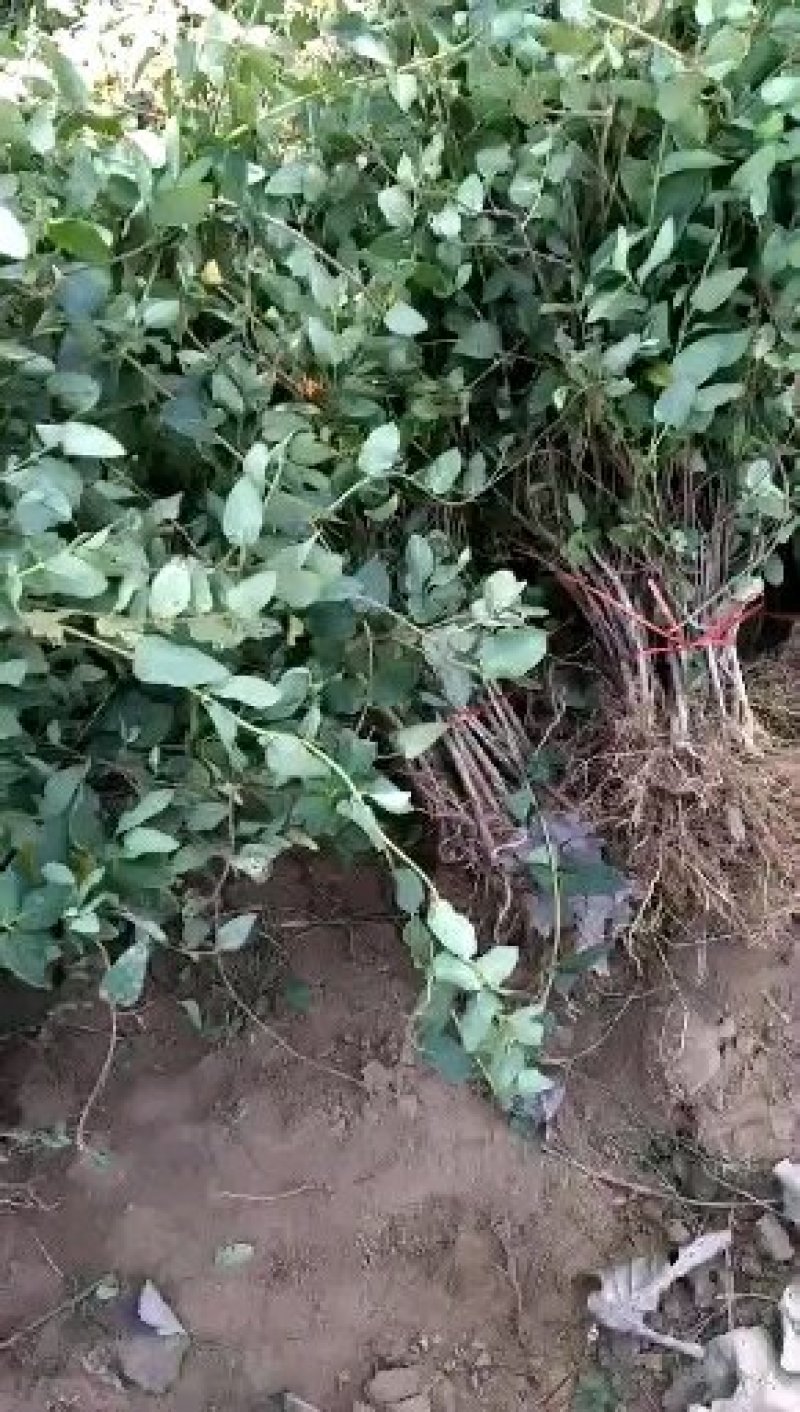 金银花苗，基地直供，品种保证，成活率高
