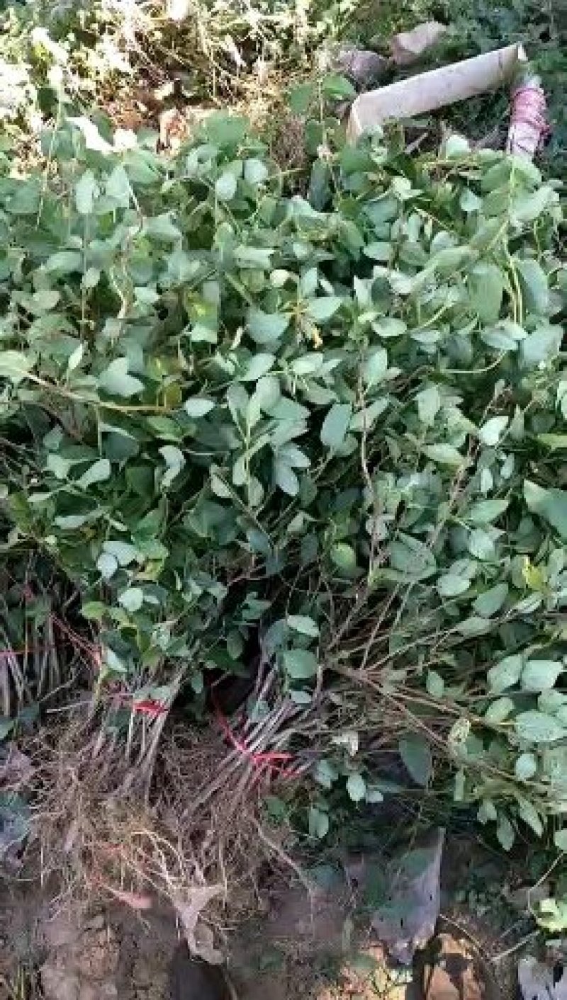 金银花苗，基地直供，品种保证，成活率高