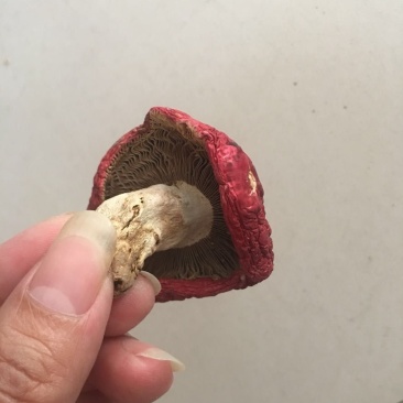 干红菇