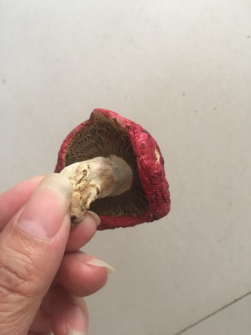 干红菇