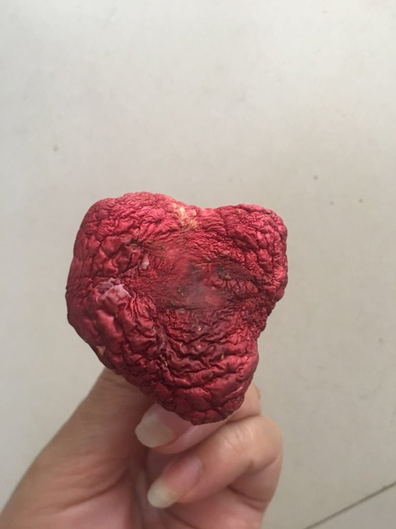 干红菇