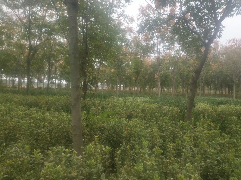 栾树