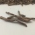 萱草根金针菜根黄花菜根