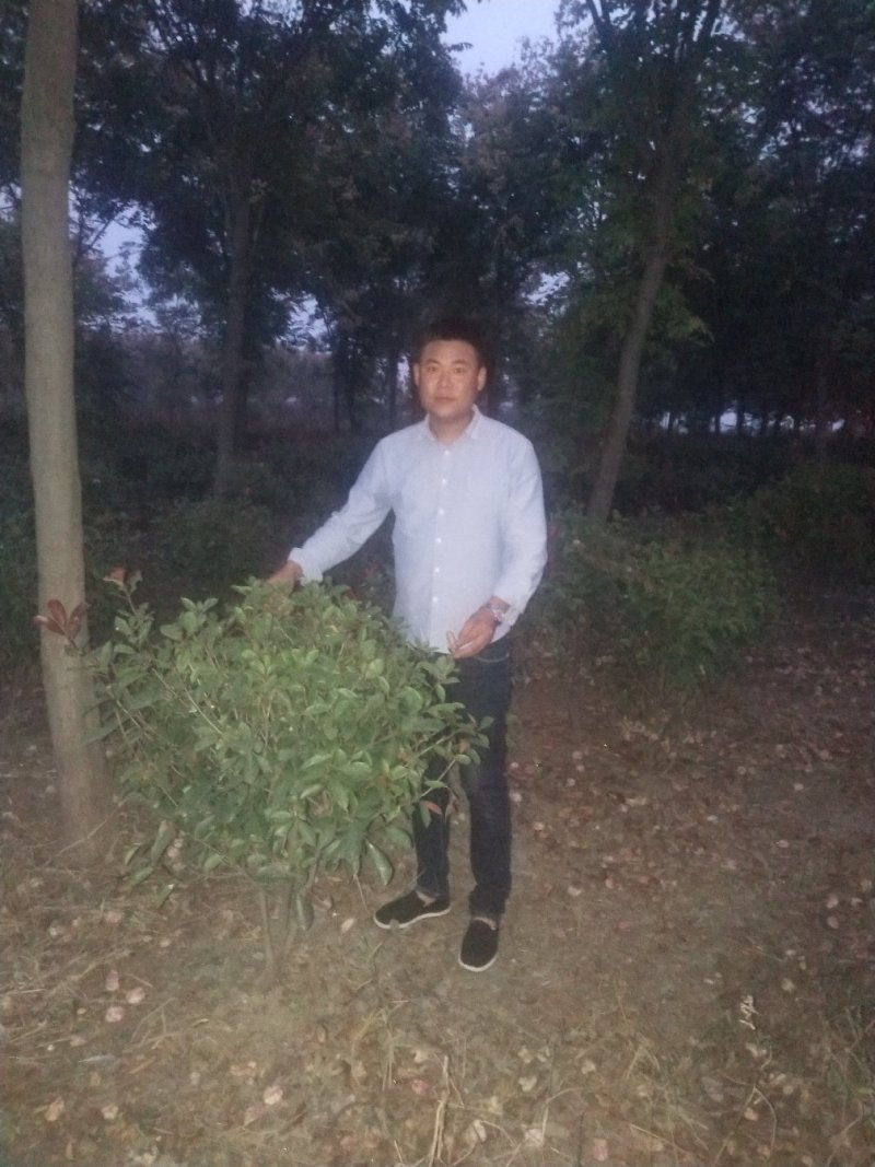 出售红叶石楠球