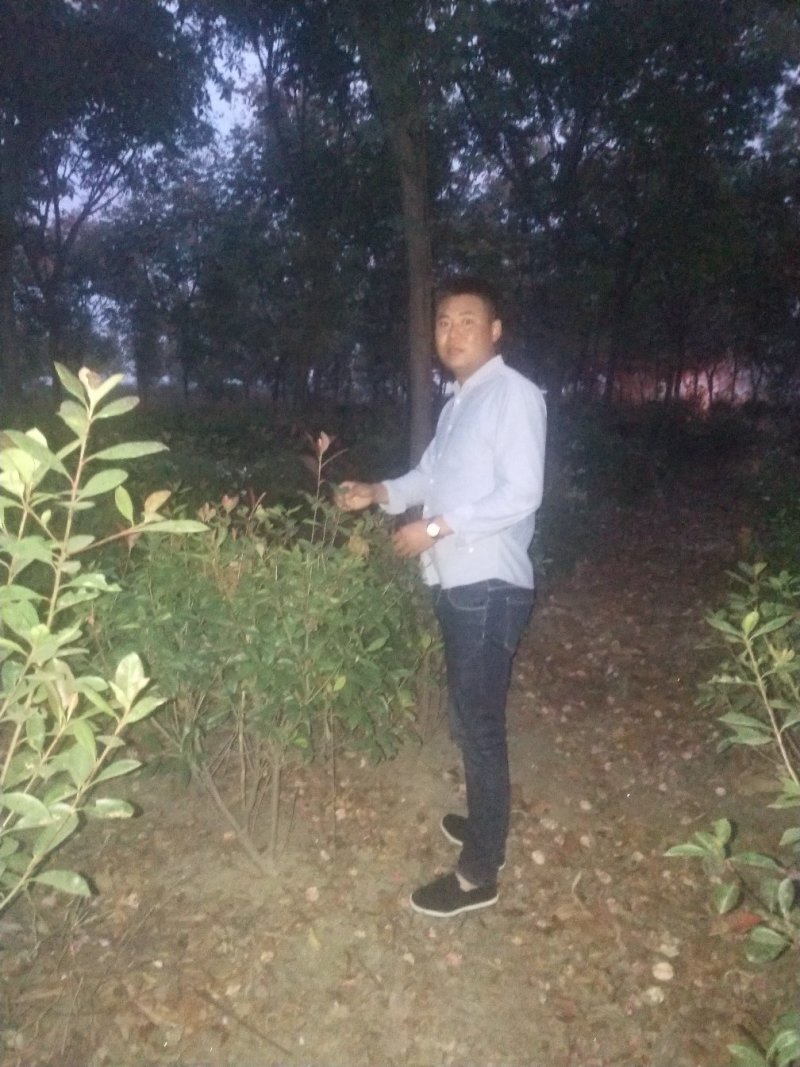 出售红叶石楠球
