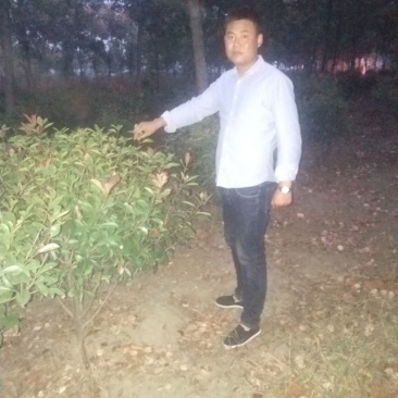 出售红叶石楠球