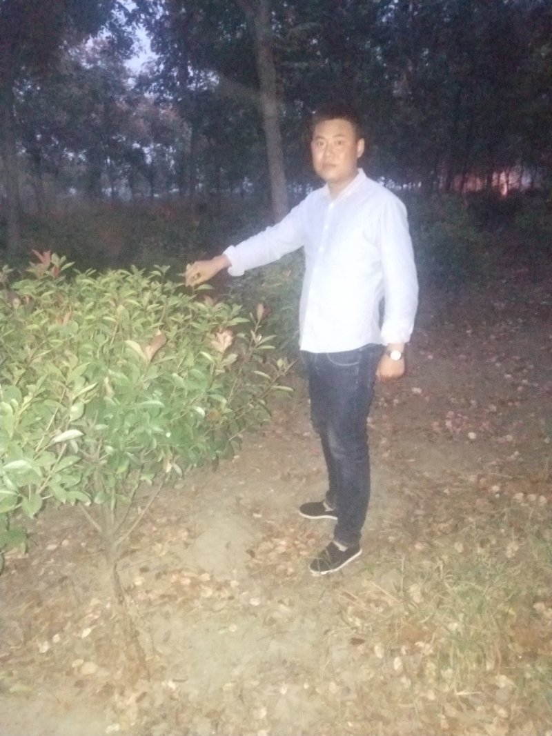 出售红叶石楠球