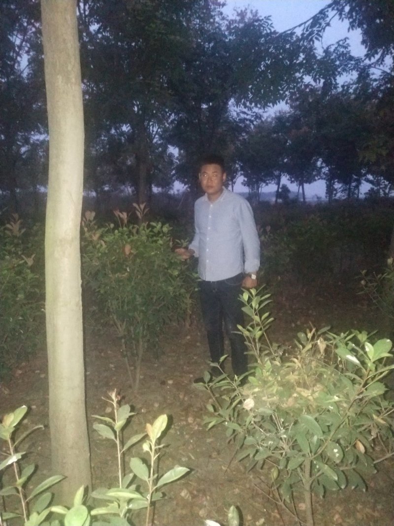 出售红叶石楠球