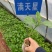 纯甜黄金百香果苗芭乐味巴西金霸脱毒嫁接苗高产抗病毒