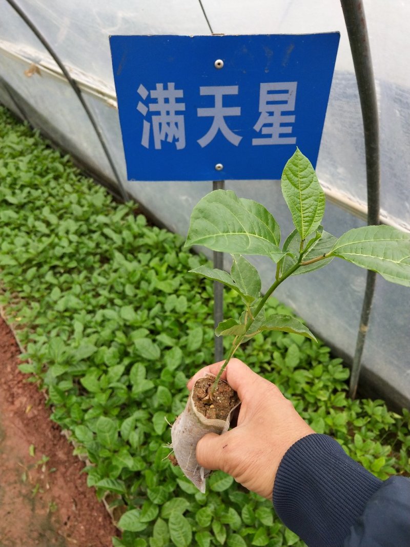 纯甜黄金百香果苗芭乐味巴西金霸脱毒嫁接苗高产抗病毒