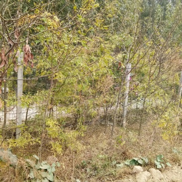 皂角树