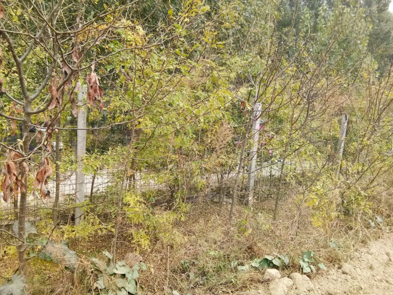 皂角树