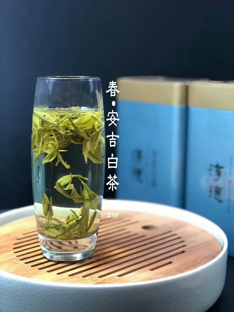 安吉白茶