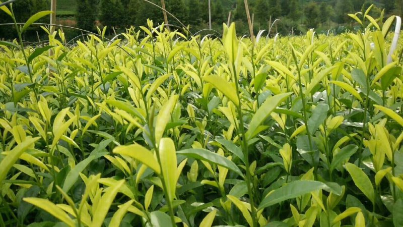 安吉白茶