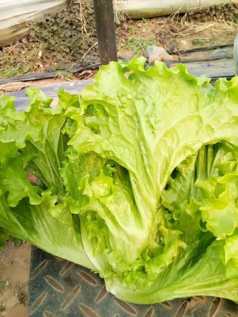 叶菜类
