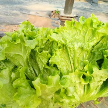 叶菜类