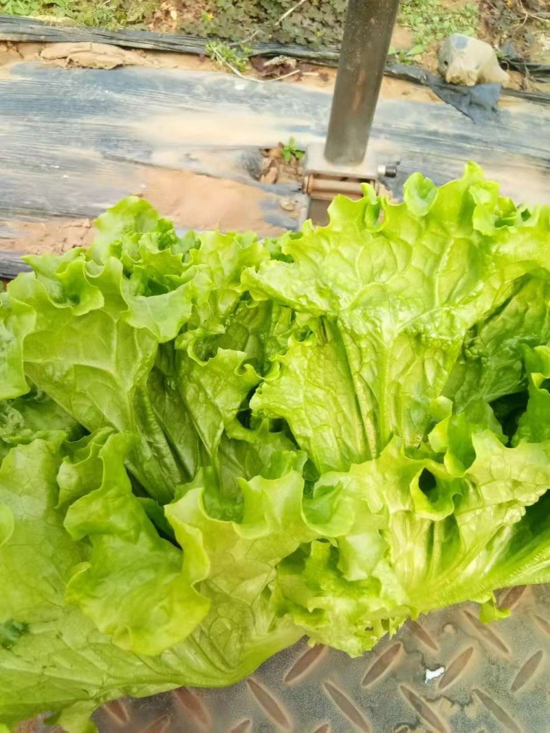 叶菜类